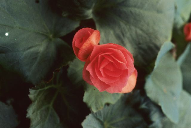 B. ‘Cascade Rouge’